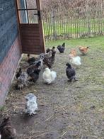 Zijdehoen hennen, Vrouwelijk, Kip