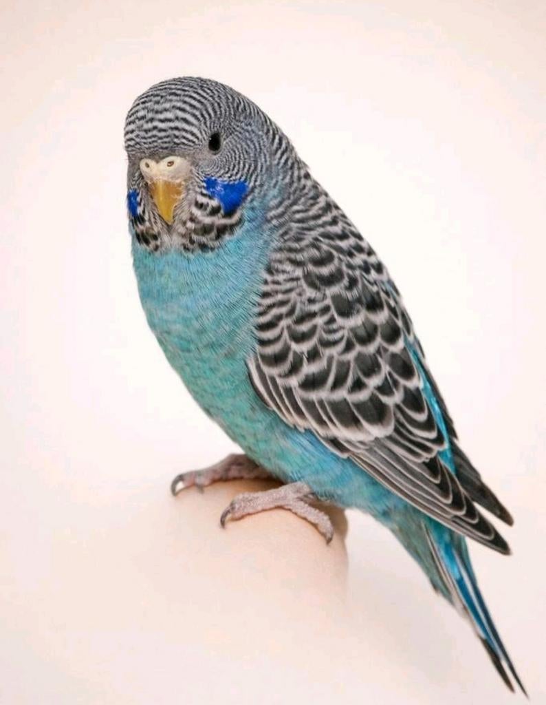 Blackface split blackwing vrouw, Dieren en Toebehoren, Vrouwelijk, Parkiet, Geringd