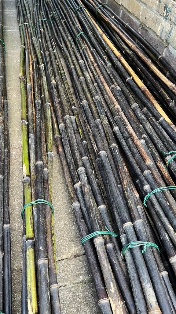 Mooie stevige bamboestokken, tonkinstokken 2.70 m., Tuin en Terras, Ophalen, Nieuw, 250 cm of meer, Palen