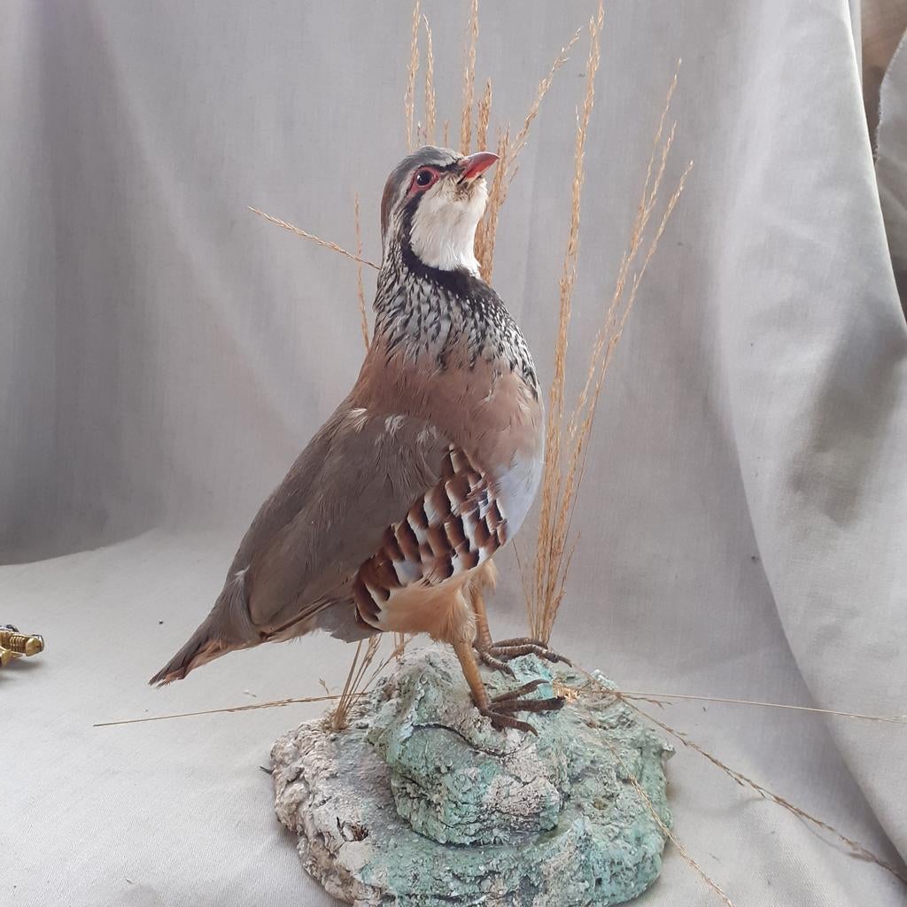 Opgezette Patrijs op rots, Ophalen of Verzenden, Vogel, Opgezet dier