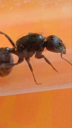5x messor barbarus €19,99, Mieren