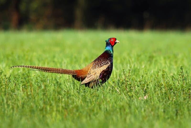 Broedeieren Tenebrosus, Geslacht onbekend, Kip