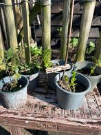 MAROKKAANSE MUNT Uit eigen Biologische moestuin, Ophalen, Vaste plant, Kruiden, Halfschaduw