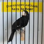 Mooie grote twatwa man, Dieren en Toebehoren, Vogels | Overige Vogels, Mannelijk, Geringd