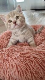 Britse korthaar kittens, Meerdere dieren, Ingeënt