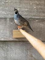 Californische kuifkwartel haan, Dieren en Toebehoren, Mannelijk, Geringd