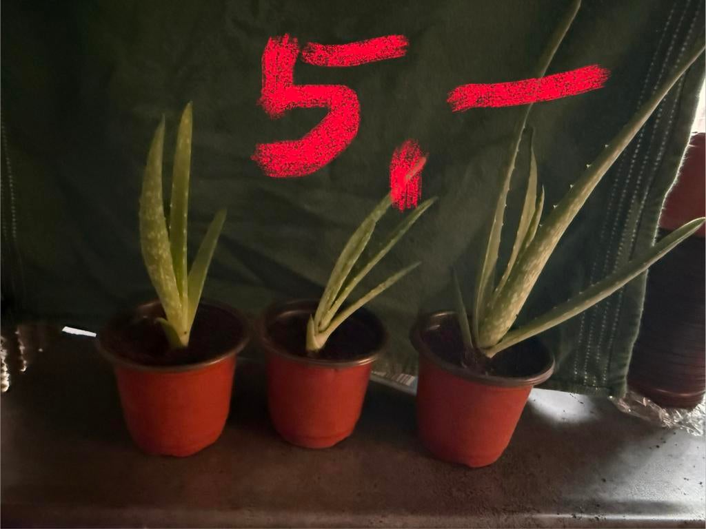 Aloë vera planten, Huis en Inrichting, Kamerplanten, Ophalen, Vetplant, Halfschaduw, Minder dan 100 cm