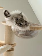 Ragdoll Kittens, Dieren en Toebehoren, Katten en Kittens | Raskatten | Langhaar, Meerdere dieren, Gechipt, 0 tot 2 jaar