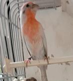 Prachtig speciaal gekweekt roodmus koppel, Meerdere dieren