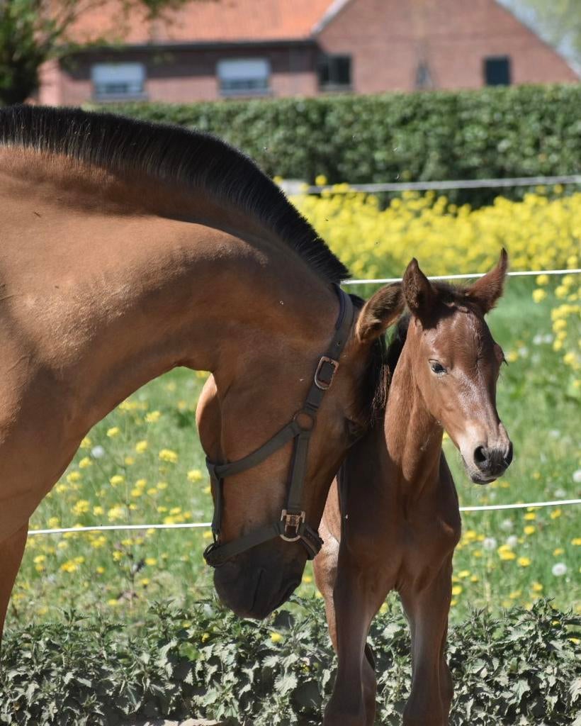 Verschillende prachtige PRE veulens en jaarlingen, Dieren en Toebehoren, Paarden, Hengst, Minder dan 160 cm, Met stamboom, 0 tot 2 jaar