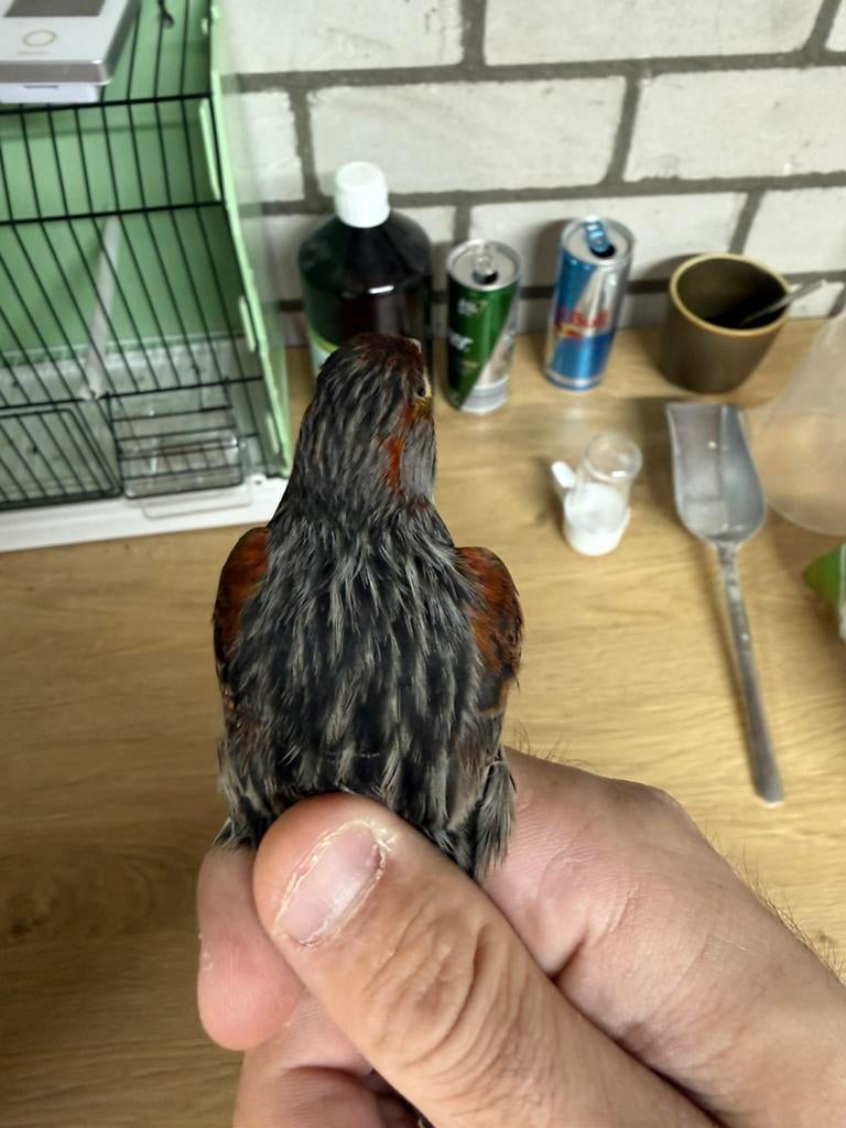 3x zwart/rood mozaik mannen TT kwaliteit, Dieren en Toebehoren, Vogels | Kanaries, Mannelijk