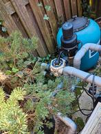 Koy spullen te koop, Karper of Koi