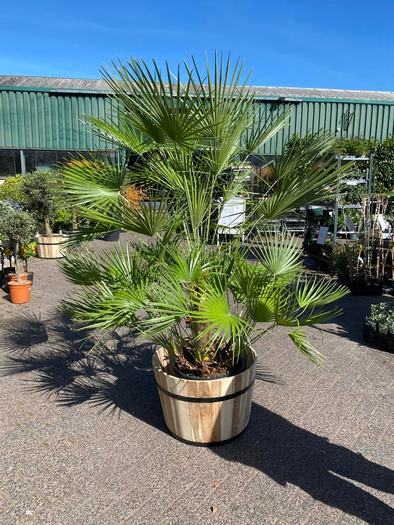 Chamaerops palm, Volle zon, Vaste plant, Bloeit niet, Ophalen