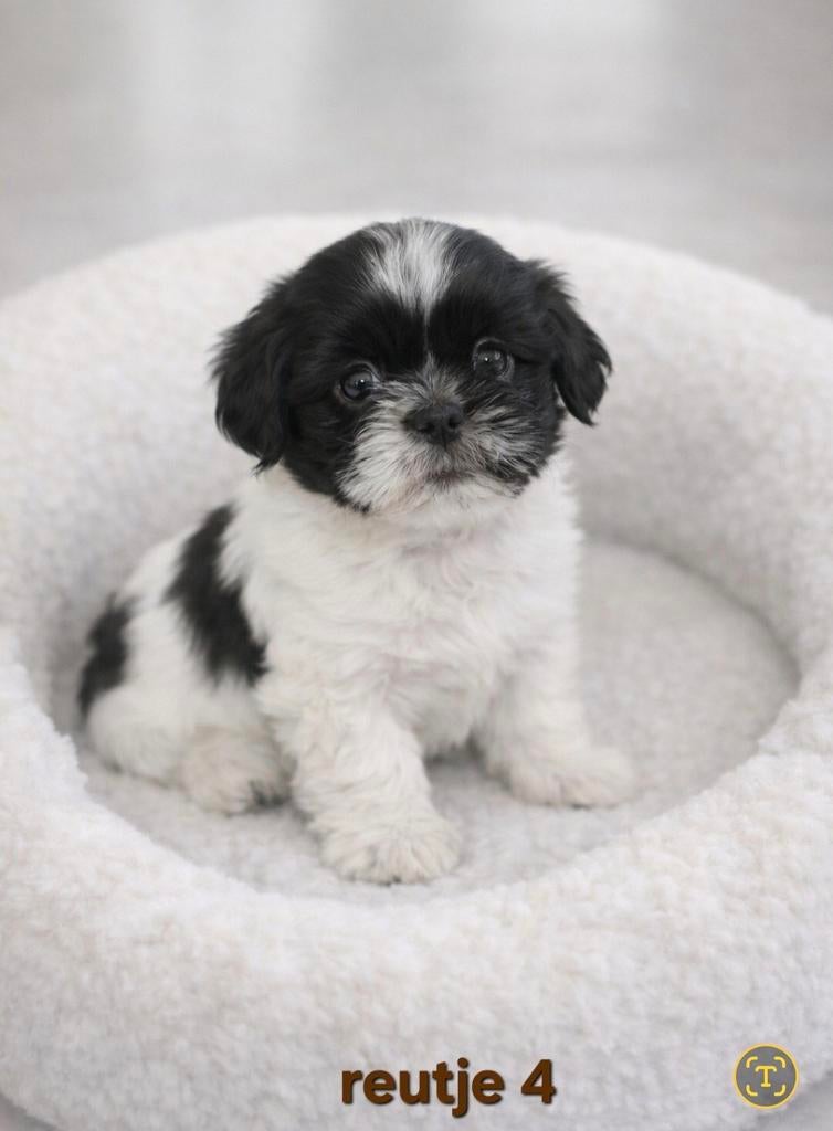 Super mooi gezonde boomer pups. Ook Choco en merle !, Dieren en Toebehoren, Parvo, Overige rassen, 8 tot 15 weken, Meerdere