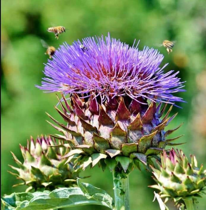 Kardoen BIOLOGISCH, Overige soorten, Volle zon, Vaste plant, Ophalen of Verzenden