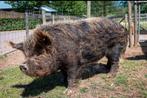 Kune Kune dekbeer te huur, Dieren en Toebehoren, Schapen, Geiten en Varkens, Mannelijk, Varken, 6 jaar of ouder