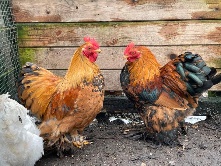 Cochin kriel haan, Dieren en Toebehoren, Pluimvee, Kip, Mannelijk