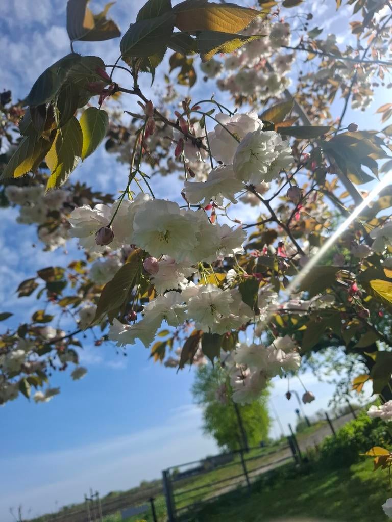 japanse sierkers prunus serrulata Fugenzo, Tuin en Terras, Planten | Bomen, Lente, 250 tot 400 cm, Volle zon, In pot