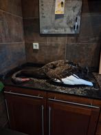 Opgezette Zwarte Zwaan - Uniek Stilleven Decoratie, Ophalen, Vogel, Opgezet dier