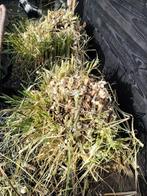 Pampus gras, Ophalen, Siergrassen, Volle zon