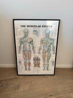 Ingelijste poster van het menselijk lichaam, anatomie, Ophalen, Gebruikt, Foto of Poster, 75 cm of meer