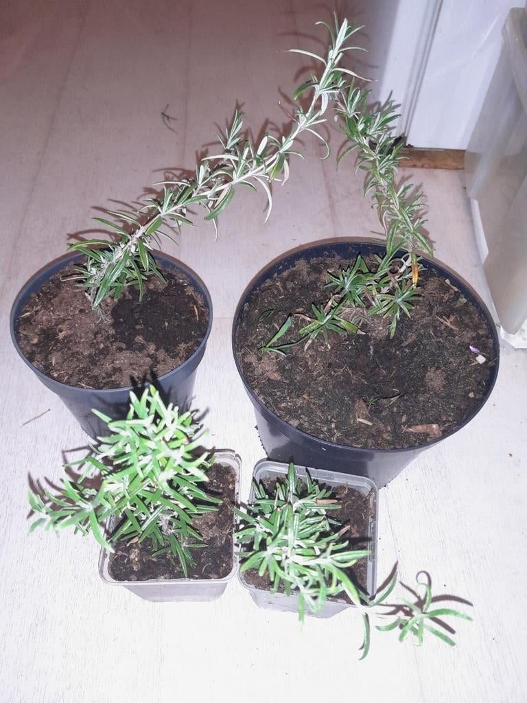 Rozemarijn, Ophalen of Verzenden, Minder dan 100 cm