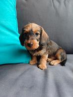 Ruwhaar Kaninchen Teckel teefje met FCI stamboom, Dieren en Toebehoren, Honden | Teckels en Dashonden, Kaninchen, Parvo, 8 tot 15 weken