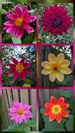 Dahlia zaad uit eigen tuin, mix kleur, Ophalen of Verzenden, Voorjaar, Volle zon, Zaad