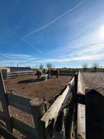 Paddock plekje voor Ijslandse ruin beschikbaar, Stalling, 1 paard of pony