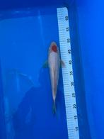 Tancho koi, Dieren en Toebehoren, Vissen | Vijvervissen, Karper of Koi