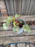 Helleborus plantje., Ophalen, Overige soorten, Volle zon