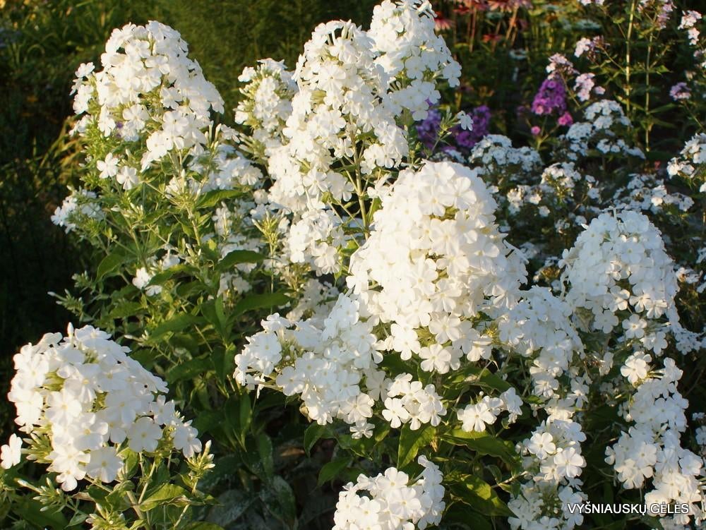 Phlox White clouds., Tuin en Terras, Volle zon, Vaste plant, Zomer, Ophalen