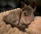 Devon rex poes, Poes, Ontwormd, 0 tot 2 jaar