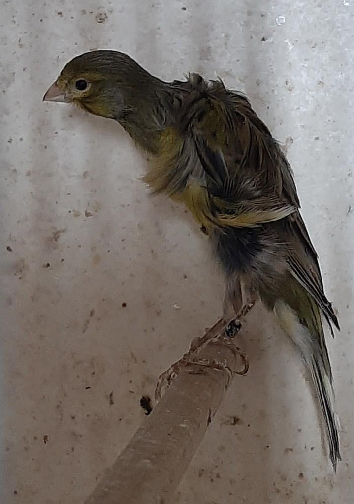 Zuid Hollander mannen, Dieren en Toebehoren, Meerdere dieren