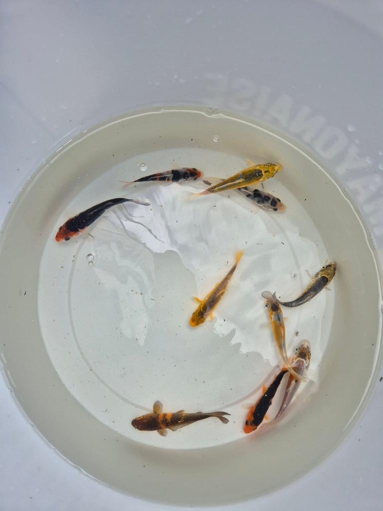 Kleine koi karpers 6 tot 8 cm, Dieren en Toebehoren, Vissen | Vijvervissen, Karper of Koi