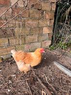 Krielkippen, Dieren en Toebehoren, Pluimvee, Meerdere dieren, Kip