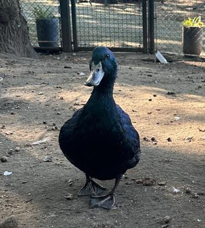 Mooie Cayuga woerd, Dieren en Toebehoren, Pluimvee, Mannelijk, Eend