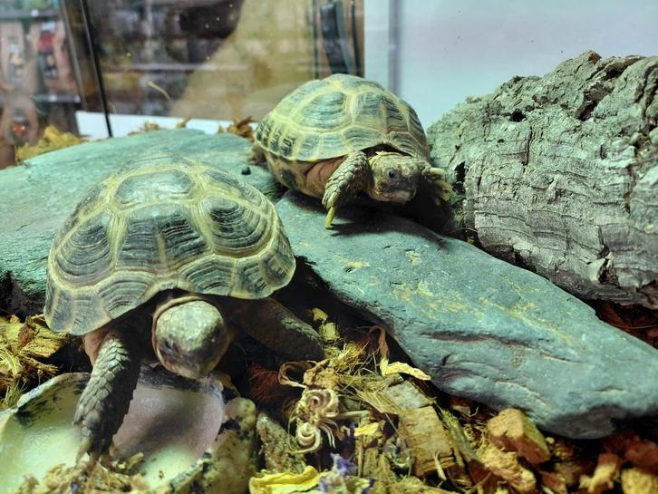 Russische vierteenschilpad (Testudo horsfieldii) koppel Tortoise - unknown for sale from Aquadeco