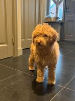 labradoodle F3 pups, Parvo, Overige rassen, 8 tot 15 weken, Meerdere