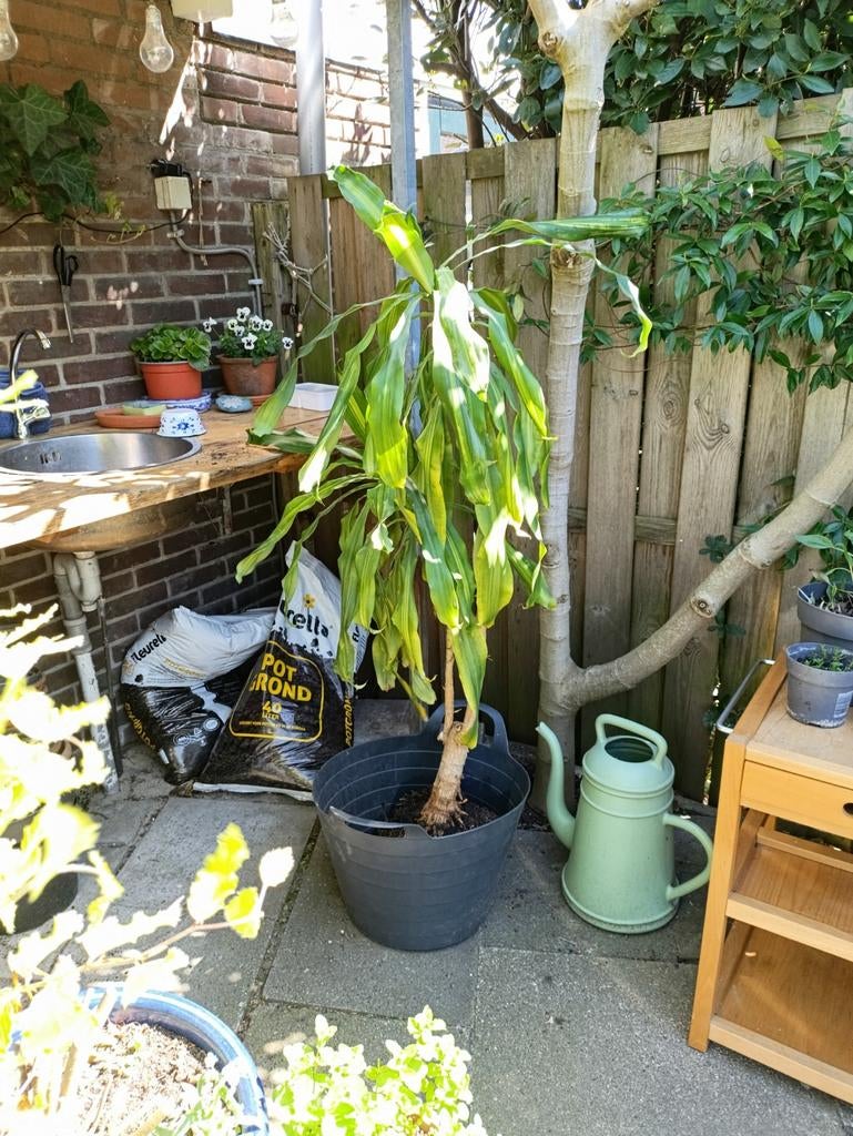 Dracaena drakenbloedboom kamerplant 125 cm,  gratis, Huis en Inrichting, Kamerplanten, Ophalen, 100 tot 150 cm, Overige soorten
