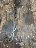 Ketting GY6 Blok - Scooter Onderdeel, Ophalen of Verzenden, Gebruikt