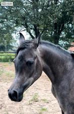 Arabische volbloed merrie, Dieren en Toebehoren, Paarden en Pony's | Dekhengsten en Fokmerries, Merrie