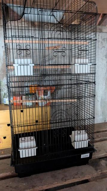 Vogel Kooi  beschikbaar voor biedingen