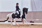 Ter dekking, Prachtige zwart bont kwpn warmbloed dekhengst, Dieren en Toebehoren, Hengst