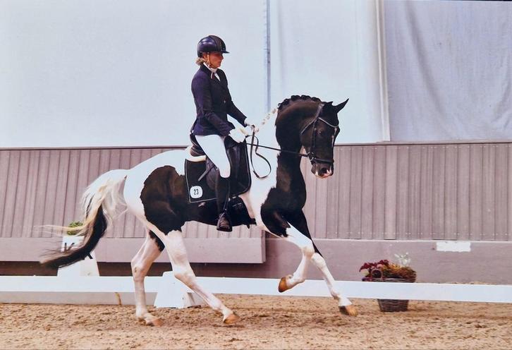 Ter dekking, Prachtige zwart bont kwpn warmbloed dekhengst, Dieren en Toebehoren, Paarden en Pony's | Dekhengsten en Fokmerries