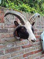 Antieke opgezette kop Jacobs schaap taxidermy opgezet jacht, Ophalen, Wild dier, Gewei of Kop