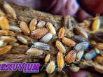 Porcellio scaber mix isopods / pissebedden, Overige soorten