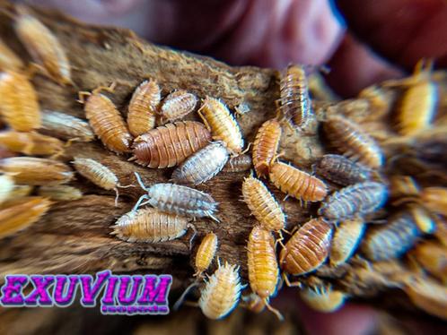 Porcellio scaber mix isopods / pissebedden, Dieren en Toebehoren, Insecten en Spinnen, Overige soorten
