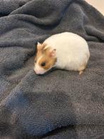 Lieve goudhamster / Syrische hamster, Dieren en Toebehoren, Knaagdieren, Hamster, Augustus, Vrouwelijk, Tam
