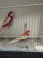 Diverse grote parkieten, Dieren en Toebehoren, Vogels | Parkieten en Papegaaien, Meerdere dieren, Parkiet